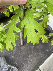 Quercus robur