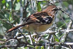 Myrmorchilus strigilatus