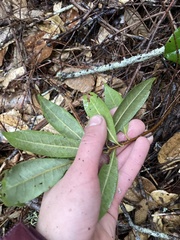 Chrysolepis