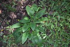 Angiospermae