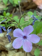 Phlox stolonifera