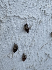 Phryganidia californica