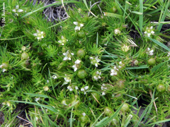 Cliococca selaginoides