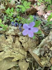 Phlox stolonifera