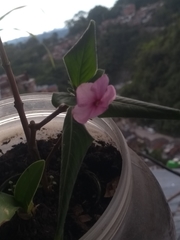 Catharanthus roseus