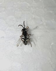 Nomada