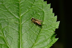 Xanthogramma flavipes