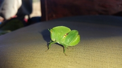 Plagiotriptus hippiscus