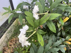 Brunfelsia nitida
