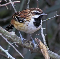 Myrmorchilus strigilatus