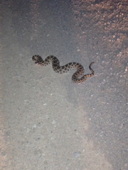 Sistrurus tergeminus