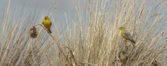 Sicalis uropygialis