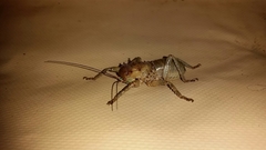 Enyaliopsis