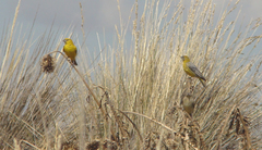 Sicalis uropygialis