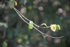 Angiospermae