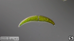 Closterium moniliferum