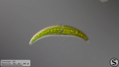 Closterium moniliferum