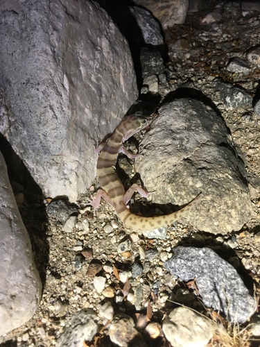 iNaturalist observation photo of Western Banded Gecko