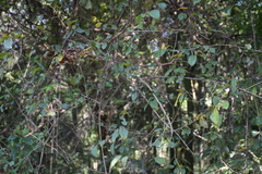 Angiospermae