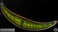 Closterium moniliferum