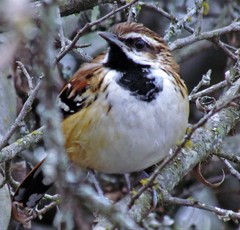 Myrmorchilus strigilatus