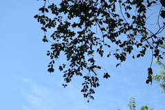 Angiospermae