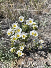 Phacelia brachyloba