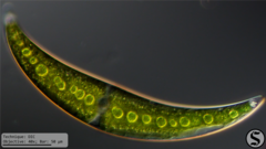 Closterium moniliferum