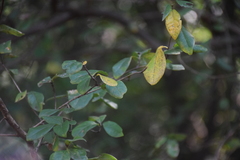 Angiospermae