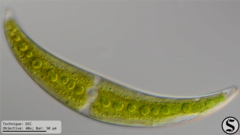 Closterium moniliferum