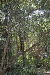 Angiospermae