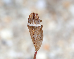 Xerophloea major