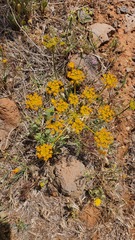 Leiotulus secacul