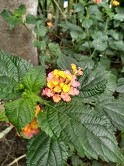Lantana camara
