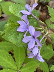 Phlox stolonifera