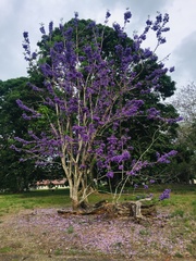 Jacaranda caucana