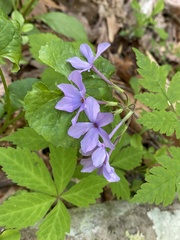 Phlox stolonifera