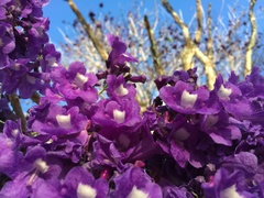 Jacaranda caucana