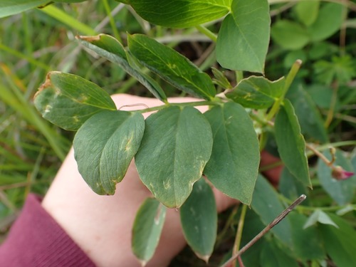 Image of Lathyrus nevadensis by no rights reserved