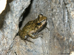 Thoropa miliaris
