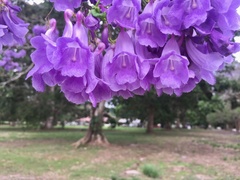 Jacaranda caucana