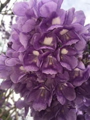 Jacaranda caucana