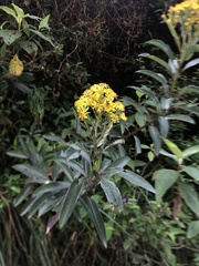 Dendrophorbium