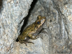 Thoropa miliaris