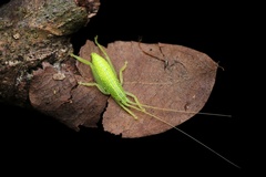 Chloracris