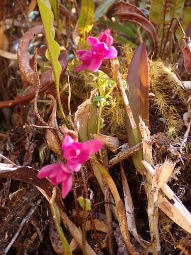 Epidendrum paucifolium Schltr. 3