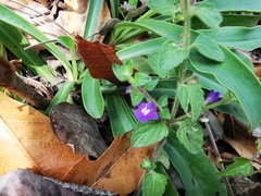 Scutellaria potosina