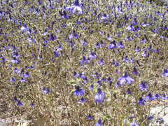 Conanthera trimaculata