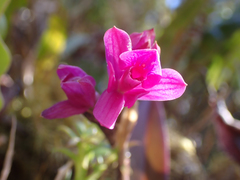 Epidendrum paucifolium