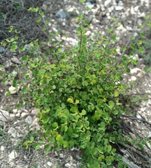 Bauhinia lunarioides